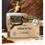 Unser Bonsai Set als besondere Geschenkidee