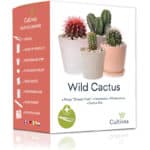 Wild Cactus