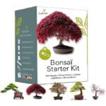 BONSAI STARTER KIT