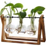 XXXFLOWER Pflanzen-Terrarium mit Holzständer