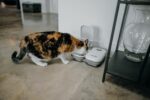 Cat Mate C200 - Futterautomat für 2 Mahlzeiten mit Timer und Eisbeutel