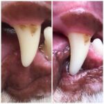 TIERLIEBHABER – 100% natürliches Dentalspray für Hunde & Katzen – entfernt Zahnbelag & sorgt für frischen Atem – Zahnpflege ohne Bürste (150 ml)
