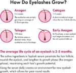 Wimpernwachstumsserum - Wimpern und Augenbrauenwachstumsserum für längere dickere vollere Wimpern