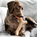 Benebone Kauspielzeug-Box – langlebig & aromatisch für starke Kauer