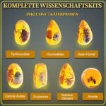 Bernstein Ausgrabungsset für Kinder – Mit 7 Insektenfossilien & Zubehör – Ab 6 Jahren