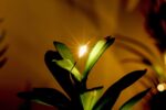 BEGONDIS LED-Sukkulenten 3er-Set in Holzkiste – Deko für Tisch, Büro & Valentinstag