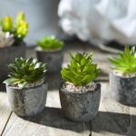 Set mit 5 künstlichen Sukkulenten & Töpfen – Bunte Deko für Zuhause, Büro & Outdoor