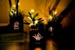 BEGONDIS LED-Sukkulenten 3er-Set in Holzkiste – Deko für Tisch, Büro & Valentinstag
