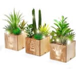 BEGONDIS LED-Sukkulenten 3er-Set in Holzkiste – Deko für Tisch, Büro & Valentinstag
