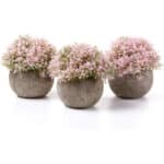Blüte Rosa, 3er-set