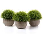Gras Grün, 3er-set