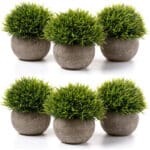 Gras Grün, 6er-set