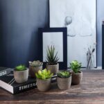 T4U 6er Set Künstliche Sukkulenten im Topf – Deko für Zuhause & Büro