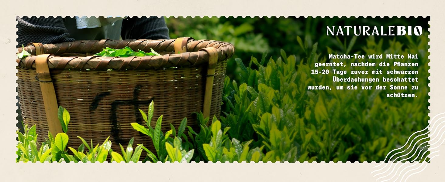 NaturaleBio Matcha Tee – Bio & Zeremonie-Qualität aus Japan