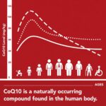 Liposomales CoQ10 Ubiquinol 600 mg – Hochdosiert für optimale Zellenergie & Vitalität – Bild 2
