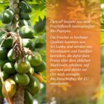 Caricol 42 Sticks – Bio-Papaya Pulver mit Papain für natürliche Verdauung – Bild 3