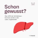 miavola® Der Umwandler® – Schilddrüsen- & Leberkomplex mit 11 Wirkstoffen, 60 Kapseln – Bild 3