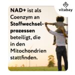 Vitabay Liposomales NAD+ 1000 mg mit Trans-Resveratrol – Hochdosiertes Energie-Supplement – Bild 7