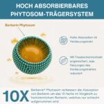 Berberin Phytosom 550mg mit Chrom – 10x höhere Absorption für Blutzuckerregulation, vegan, 60 Kapseln – Bild 3