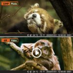 HSSNS Wildkamera 60MP 4K – Tierüberwachung mit Nachtsicht & IP66 Schutz – Bild 4