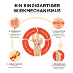 Collanol Gelenkkapsel mit 3D-Kollagen & Mizell-Curcuma – Gelenk- & Knochenpflege (20er) – Bild 3