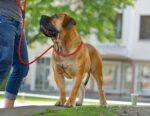 HUNTER Retriever-Hundeleine FREESTYLE rot – Stufenlos verstellbar, wetterfest – Bild 2