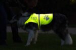 4LegsFriend Hunde-Sicherheitsweste XL mit Leinenbefestigung – Reflektierende Sichtbarkeitsweste – Bild 4