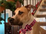 Unique Style Paws Hundehalsband mit Fliege – Verstellbar für grosse Hunde & Katzen – Bild 4