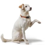 HUNTER Freestyle Dressurhalsung M-L – Rutschfestes Hundehalsband mit Schlupffunktion – Bild 8