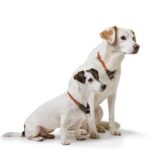 HUNTER Freestyle Dressurhalsung M-L – Rutschfestes Hundehalsband mit Schlupffunktion – Bild 9