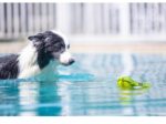 SKIPDAWG Wurfball mit Schlaufe – Robustes Hundespielzeug für Land & Wasser – Bild 8
