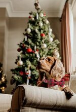 Unique Style Paws Hundehalsband mit Fliege – Verstellbares Halsband für Hunde & Katzen – Bild 5