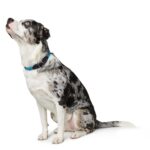 HUNTER Freestyle Dressurhalsung M-L – Rutschfestes Hundehalsband mit Schlupffunktion – Bild 4