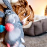 Nobby Plüsch Esel 56 cm mit Squeaker – Interaktives Hundespielzeug für Welpen – Bild 3