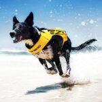EzyDog DFD X2 Boost Schwimmweste Hund Grösse L – Premium Rettungsweste für Wasser & Boot – Bild 7