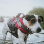 HUNTER Moss Hundeschwimmweste Grösse S – Sicherheit & Auftrieb für kleine Hunde – Bild 7
