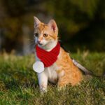 ZTA Weihnachts-Haustierschal Rot Grösse S – Gestricktes Kostüm für Hunde & Katzen – Bild 2
