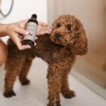 LILA LOVES IT Shampoo Sensitive 250 ml – Mildes Hundeshampoo für Welpen & sensible Hunde – Bild 4
