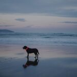 Novkin 2er-Pack LED-Hundehalsbänder – Wiederaufladbar & Sicherheit für alle Hundegrösszen – Bild 3