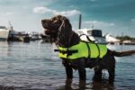 Nobby Hunde-Schwimmweste L – Sicherheit & Sichtbarkeit im Wasser – Bild 2