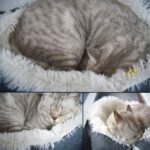 Deautie Katzenbett 2-in-1 Plüsch – 61 x 51 cm Haustiernest für Katzen & kleine Hunde – Bild 5