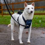 CarSafe Crash-Getestetes Hundegeschirr Grösse M – TÜV-zertifiziert bis 32 kg – Bild 4