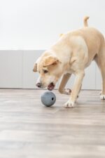 TRIXIE Snackball ø 11 cm aus Naturguummi – Interaktives Hundespielzeug mit Labyrintstruktur – Bild 2