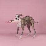 CHEWFFON Champagnerflasche Hundespielzeug mit Quietscher – interaktives Kauspielzeug für alle Hunderassen – Bild 4