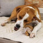 Nylabone MAX Strong Kauspielzeug Gross mit Speckgeschmack – Zahnpflege für Hunde bis 23 kg – Bild 3