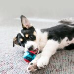 KONG Squeezz Action Ball Rot – Interaktives Apportierspielzeug für grosse Hunde – Bild 4