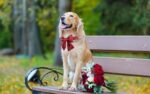 Lionet Paws Hundehalsband mit Fliege – Elegantes Seidenhalsband für grosse Hunde (40-60 cm) – Bild 4