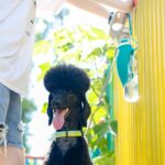 Petsoigné Hund Wasserflasche 600ml – Faltbare Trinkflasche für Unterwegs in Blau – Bild 5