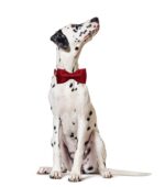 Lionet Paws Hundehalsband mit abnehmbarer Fliege – edles Seidenband für mittlere Hunde – Bild 5