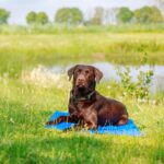 Nobby Kühlmatte XL 110 x 70 cm – Selbstkühlende Gelunterlage für Hunde & Katzen – Bild 5